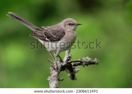 A Northern Mockingbird Perched on a May Evening