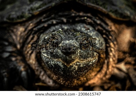 SNAPPING TURTLE IN THE FOREST