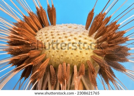 Close up dandelion seeds (Taxaracum officinale). Macro focus stacking