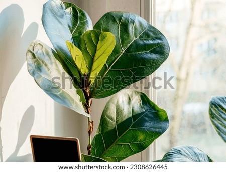 Close up of leaves ficus lyrate or fiddle leaf in the pot at home. Indoor gardening. Hobby. Green house plants. Modern room decor, interior. Lifestyle, Still life with plants