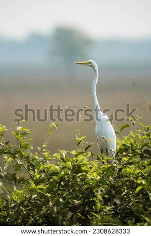 Egretta alba, Great Egret, Pantanal, Mato Grosso, Brazil. Royalty-Free Stock Photo #2308628333
