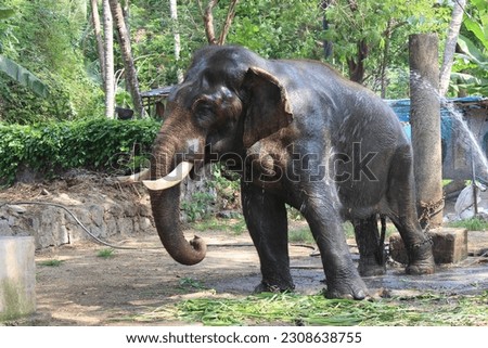 Asian elephant bathing in Summer stock photo
