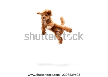 Levitating dog. Portrait with funny animal with red fur and fluffy paws jumping isolated over white studio background. Pet looks healthy and happy. Friend, love, care and animal health concept Royalty-Free Stock Photo #2308639603