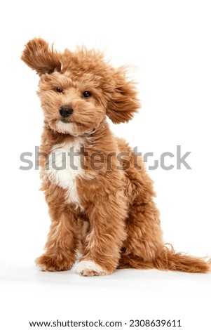 Flying doggy ears. Portrait of cute, joyful animal Maltipoo breed with red fur and big eyes, pet posing isolated over white studio background. Close up. Friend, love, care, animal health, ad concept