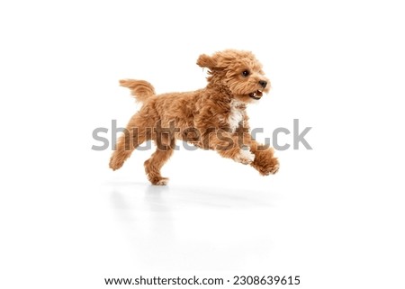 Fluffy paws. Portrait with dog, Maltipoo breed with brown fur jumping in motion isolated over white studio background. Pet looks healthy and happy. Friend, love, care and animal health concept