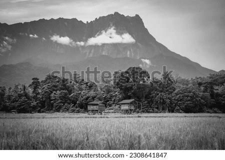 Old classic wooden huts in the middle of paddy fields with the background of Kinabalu mountain and the foreground of lavish shade trees and yellow lily flowers.