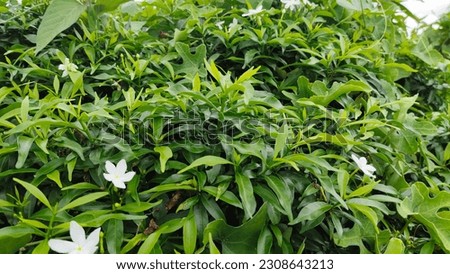 nature background Green leaves in the rainy season, Gardenia jasminoides, Tabernaemontana divaricata ‘Dwarf’,
Shrub up to 2.5 m tall. Single leaves, narrow oval, opposite, smooth, glossy surface.