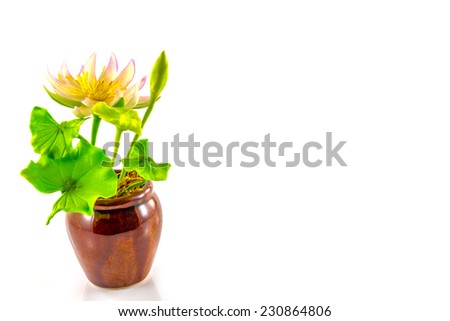 fake flower pink lotus on white background
