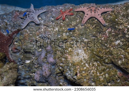 Soft focus of colorful of starfishes in world's biological hotspots, exports wild-caught and farm-bred aquarium fish species to many fishes and  other sea creatures.