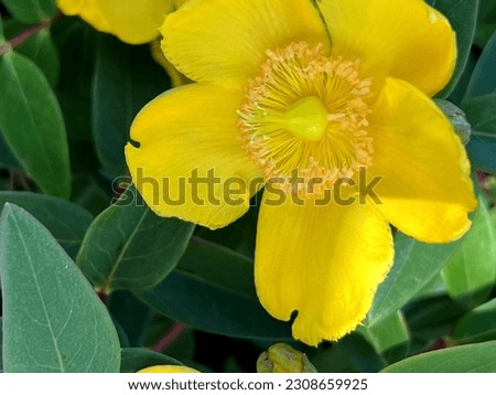 Hypericum calycinum, St. John`s wort, Rose of Sharon, small shrub with oval to oblong green leaves and 5-7 cm across yellow 5-petalled rose like flowers