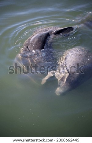 A mother and baby Manatee swimming in a Florida canal.
