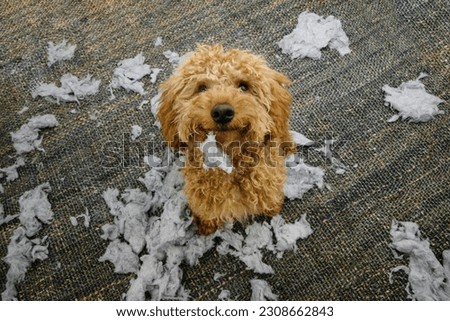 Portrait poodle puppy dog biting or destroying a cushion or pillow looking with innocent expression face. new puppy concept Royalty-Free Stock Photo #2308662843