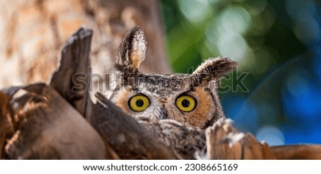Female Great horned Owl nesting and staring at photographer