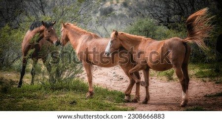 Three lower salt river wild horses displaying affection in the Tonto National Forest Arizona