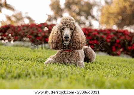One brown adult Royal Standard Poodle wearing a red collar looking at the camera with an open mouth resting on the grass at the park in a sunny day with trees and red flowers in the background