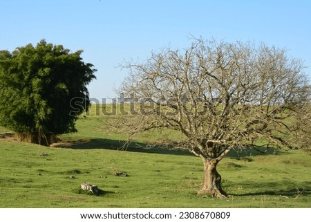 Brazilian landscape, nature in Brazil, with panoramic photography with tree, lawn and blue sky in the background, Brazil, South America