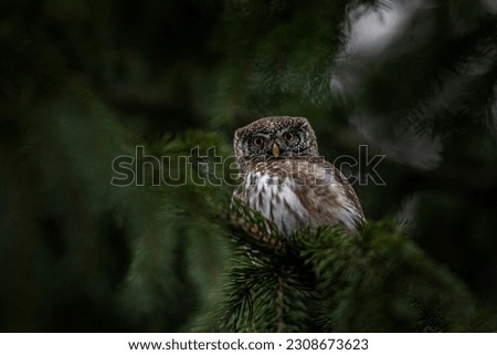 A beautiful owl birds picture
