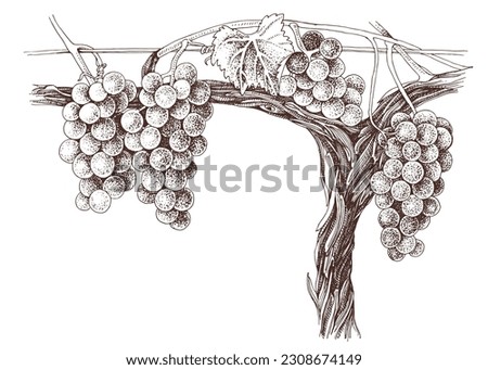 Vine with blue grapes and green leafs on old vine Royalty-Free Stock Photo #2308674149