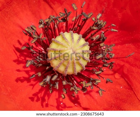 Macro photography with poppy flower details.