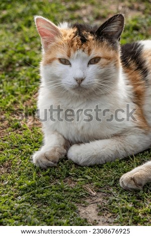 outdoor lakeside docile cute cat of mottled color lying down on the grass