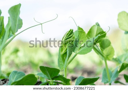Young pea leaves growing in a field close-up against a bright sky. Selective focus. Shallow depth of field.