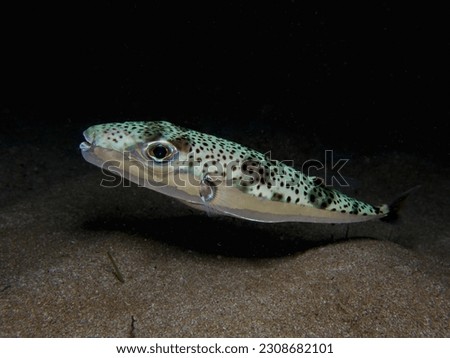 Silver-cheeked puffer fish from Cyprus Royalty-Free Stock Photo #2308682101