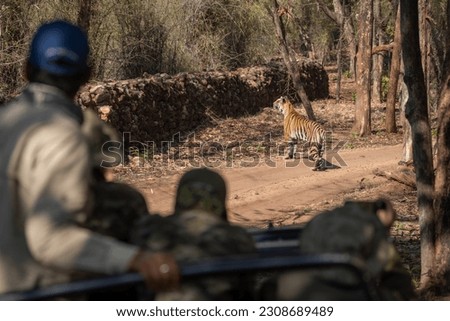 Bengal tiger on track watched by photographers