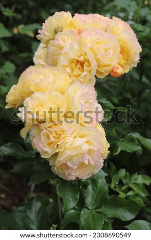 Yellow color with a red border Floribunda Rose Lampion flowers in a garden in July 2022