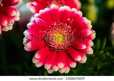 One amazing  perfect red flower 
