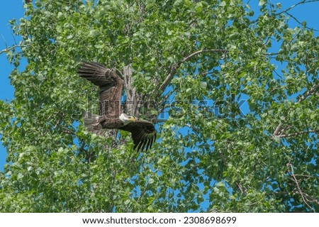 Eagle flying past trees with bright green leaves in spring.