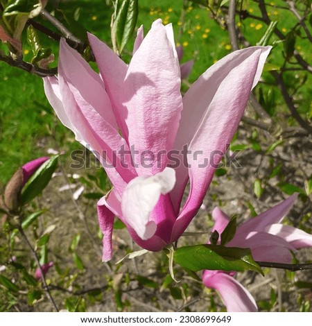 Magnolia tree blossom, pink magnolia flower in spring time, magnolia blooms,