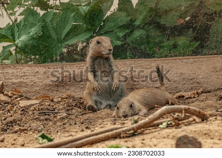 two black-tailed prairie dogs relaxing