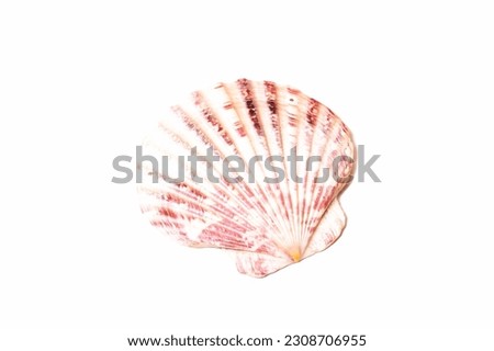 Gray Seashell isolated on white background close up