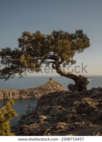 Relic trees and rocks. Krym