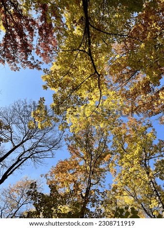 Trees with multiple colors during fall, picture taken from below towards the sky