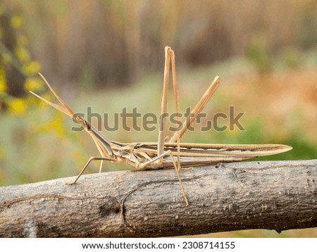 Long legged grasshopper. Truxalis nasuta