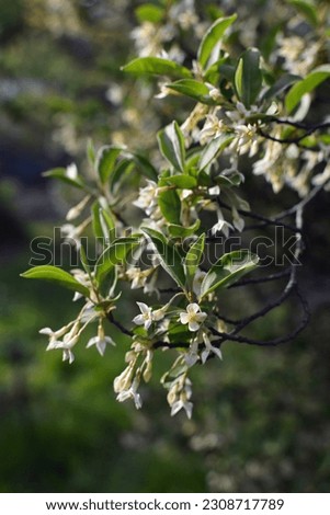 Blossoms of Japanese Silverberry (Gumi fruit shrub, cherry elaeagnus) in spring. Elaeagnus multiflora. Beautiful fragrant blossom branch with cream-colored flowers  shaped like a bell in a garden  Royalty-Free Stock Photo #2308717789