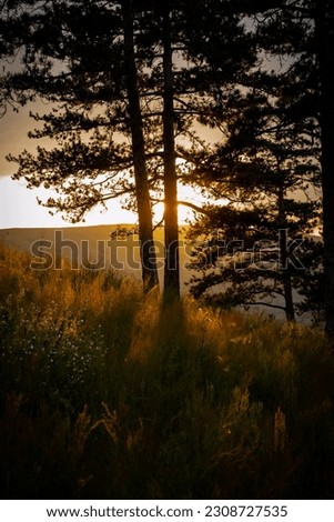 The vertical picture of a sunrise in the forest