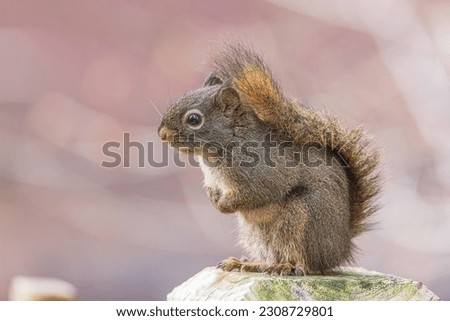 An American tree squirrel in Alaska