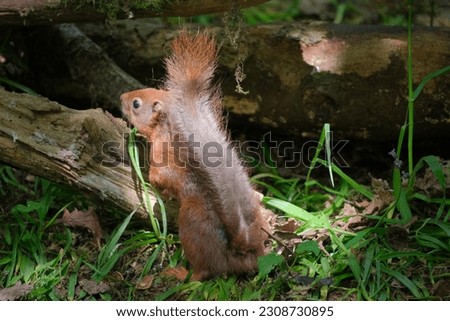 A beautiful rare protected red squirrel in a bluebell woodland in springtime.