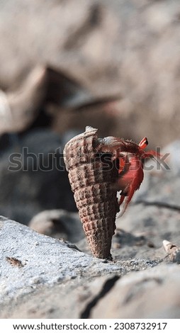 Hermit crab. Hermit crabs are anomuran decapod crustaceans of the superfamily Paguroidea that have adapted to occupy empty scavenged mollusc shells to protect their fragile exoskeletons.