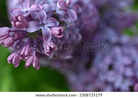 Bright pink lilac blooming with flowers and buds close up, soft lilac, pink flowers mauve, art beautiful bokeh, close up of lilac flowers, lilac flowers on a branch, Pink mulberry flowering background