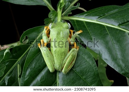 flying tree frog sitting on a green leaf,  close-up of javan tree frogs, rhacophorus reinwardtii