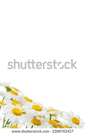 Flowers of Chamomile (Ox-Eye Daisy ) isolated on white background. Білі квіти ромашки, изольовані на білому тлі. Flat lay. Floral pattern, postcard with daisies. Place for text