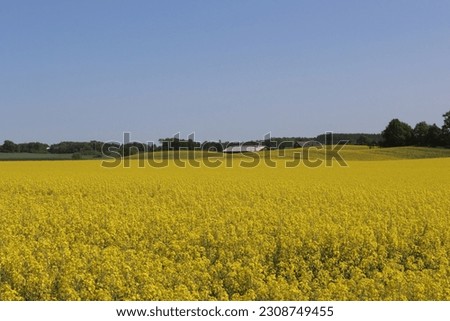 Sweden. Rapeseed fields near the town of Linkoping. Agriculture. Ostergotland province.  