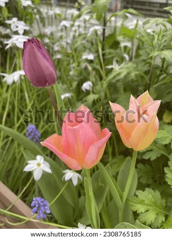 A picture of a beautiful flower garden. Main is tulip. Recommended for spring and seasons, healing flowers, backgrounds, and landscapes