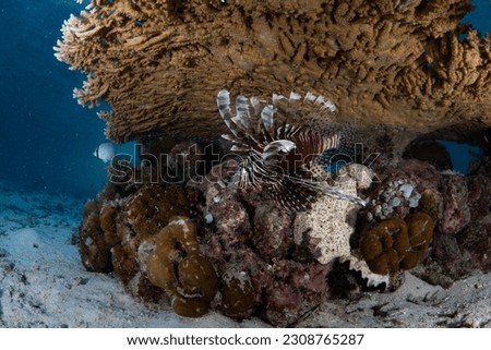 A lionfish, Pterois volitans, swims beneath a table coral in Raja Ampat, Indonesia. Lionfish are among many reef predators in this part of the world.