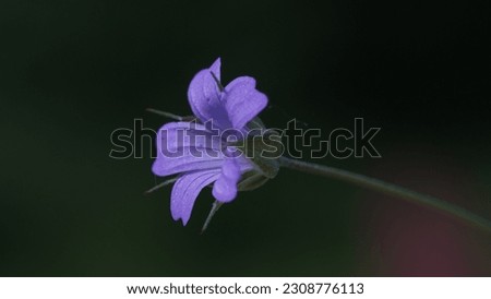 Long-stalked Cranesbill (Geranium columbinum): A delicate perennial beauty with herbal remedies. Late spring shots