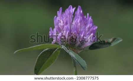 Beauty of Red Clover: Photo shots to Trifolium pratense, in late spring season