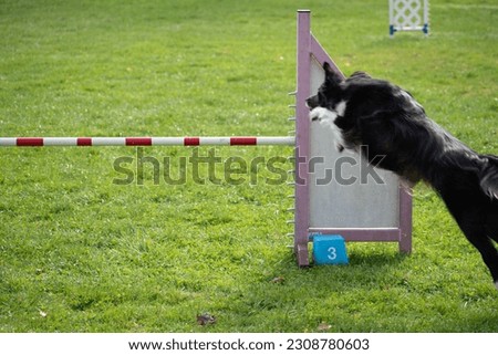 Picture of dog practicing agility